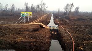 Kanal Bloking Jaga Lahan Gambut Tetap Basah Hingga Radius 300 Meter